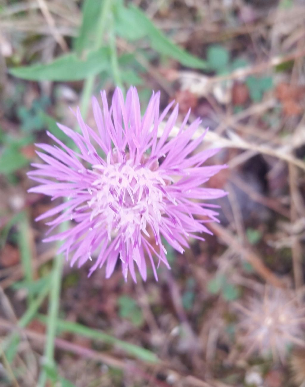 Centaurea scabiosa?